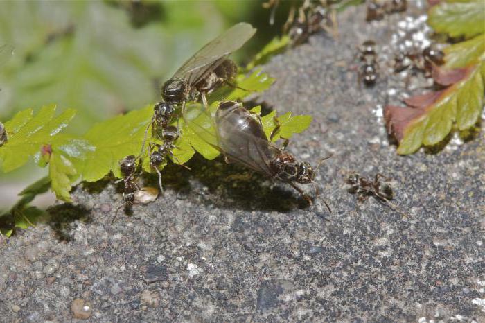 Лазиус нигер: описание и образ жизни садового муравья