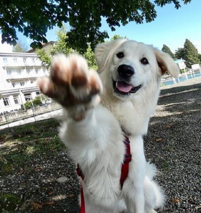 Собака дает лапу