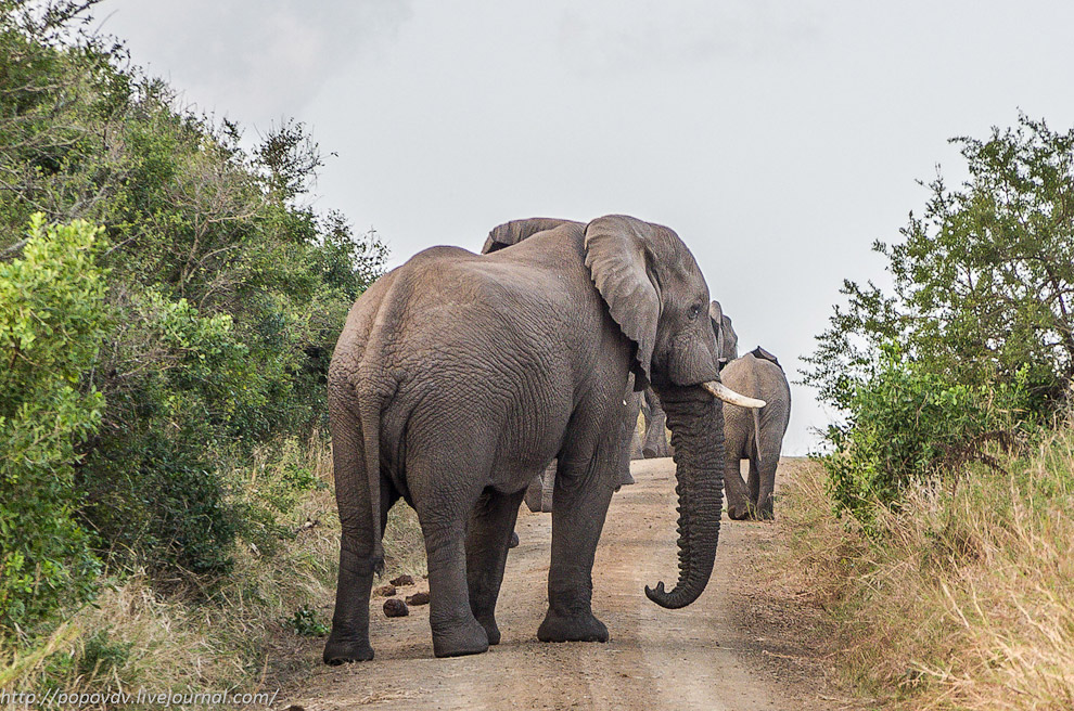 Беззащитные гиганты Беззащитные гиганты