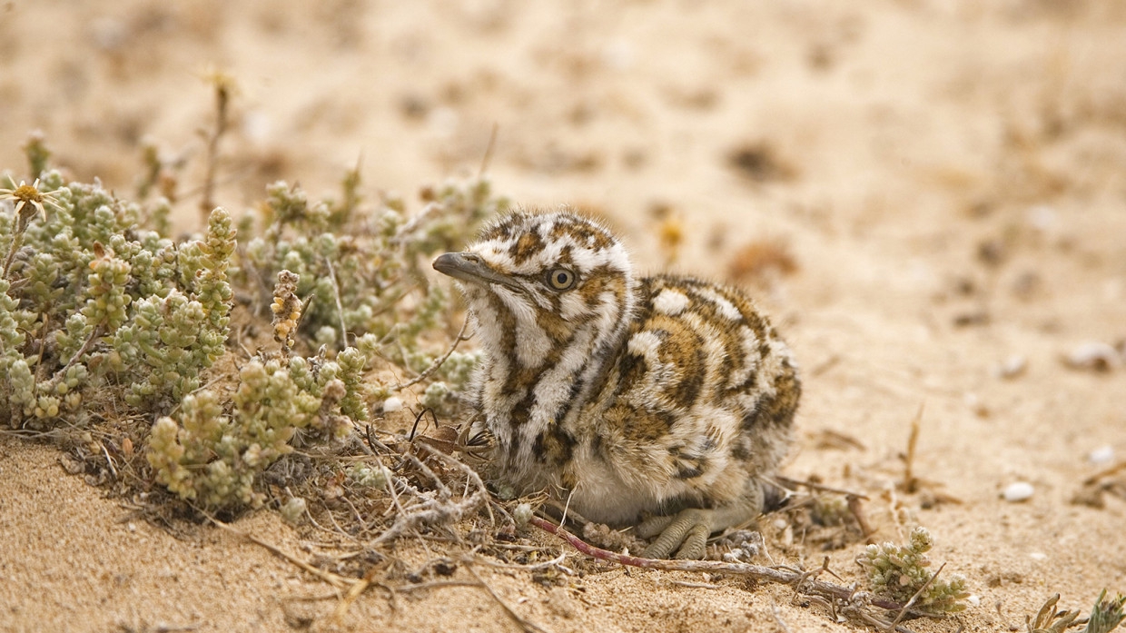 Четыре птенца редкой птицы большой дрофы появились на свет в Московском зоопарке