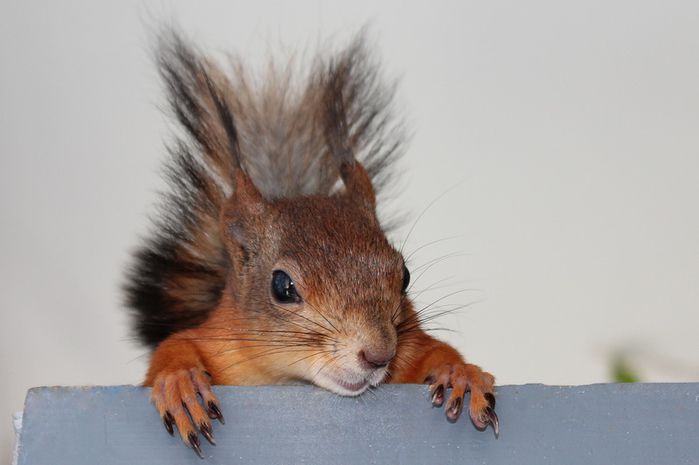 Животные, белка, позитив