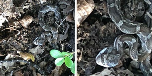 Забавные фотоиллюзии Забавные фотоиллюзии