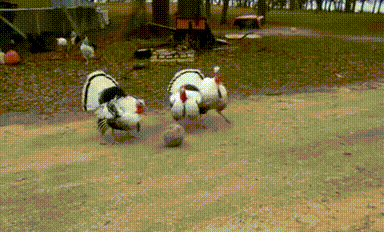 Анимированные приколюхи. Веселье на целый день! смешные картинки