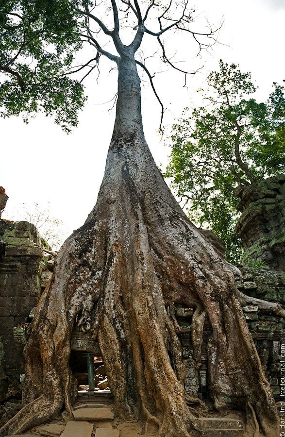 Гигантские деревья в камбоджийском храме Та Пром природа