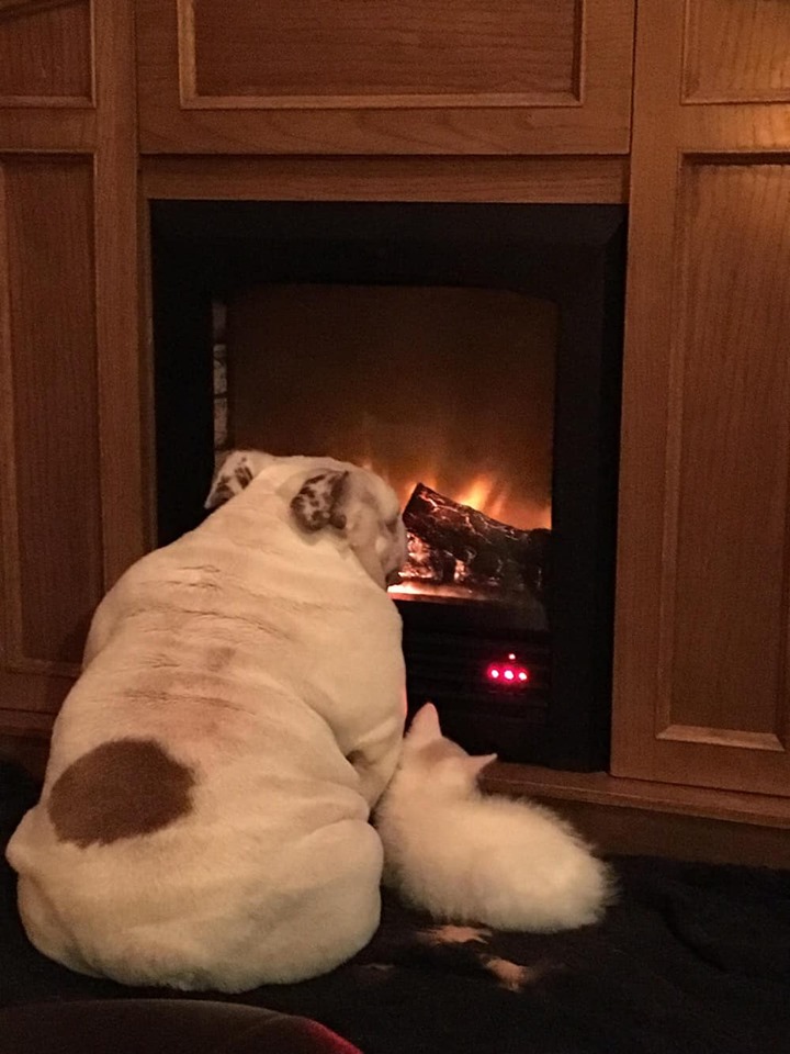 Старый пёс Старый пёс