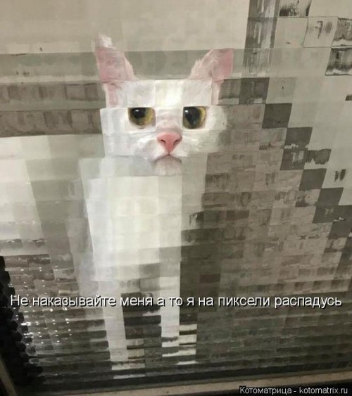 Лучшая котоматрица недели Лучшая котоматрица недели позитив,смешные картинки,юмор
