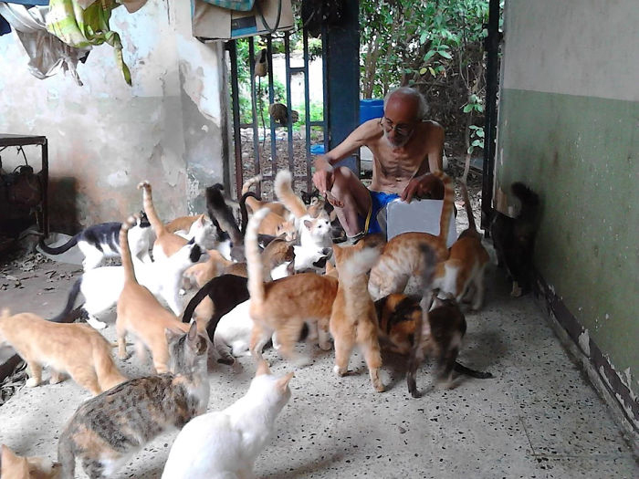 Человечность в трудное время: Семья заботится о 50 бездомных кошках кошки и коты,Хуан Рейносо, Венесуэла, приют