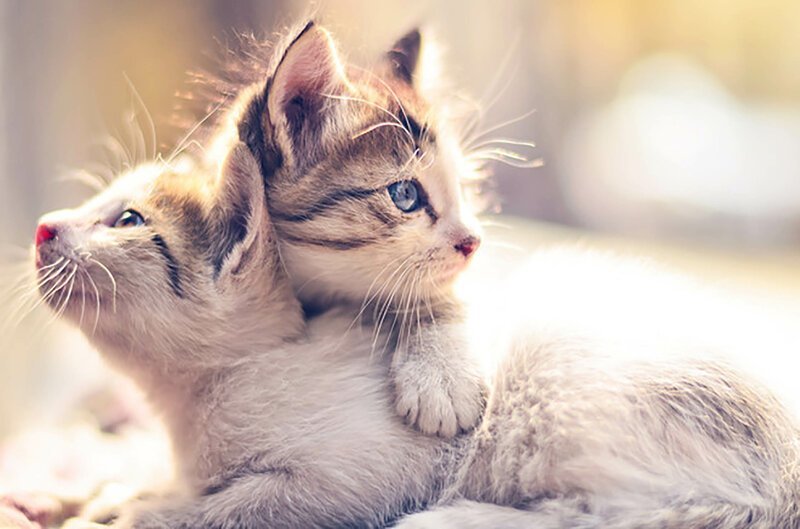 Кошки могут спасти вашу жизнь домашние животные, коты, кошки, содержание