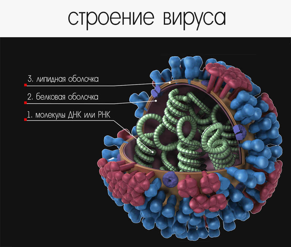 Ученые:   человечество обязано своим существованием вирусам вирусы,наука,Человечество