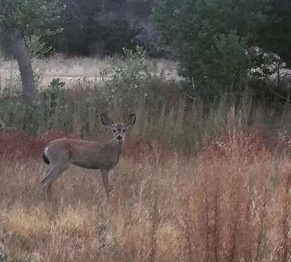 олененок в траве