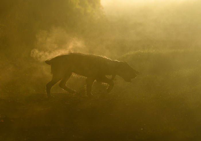 Лучшие фото собак 2018 года national geographic, животные, собаки