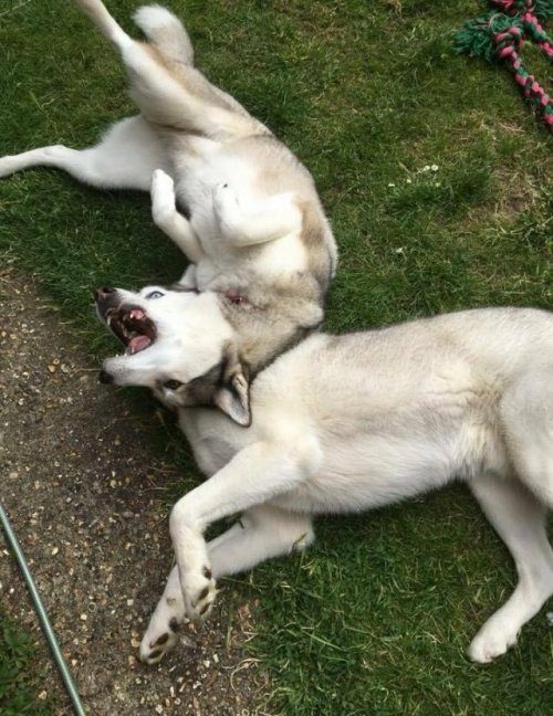 Невероятные фотоиллюзии 