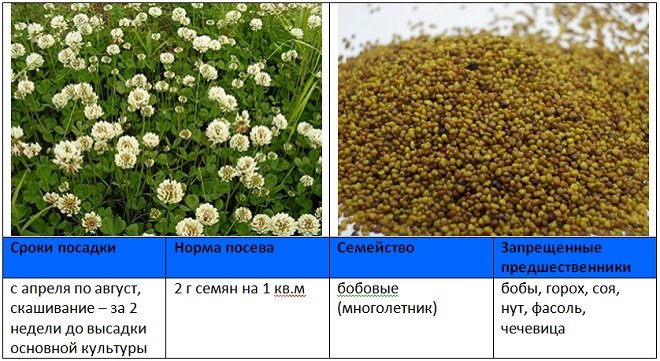 Расход клевера на сотку. Клевер белый сидерат. Сидерат Клевер красный. Посев клевера ползучего белого. Посев семян клевера весной.