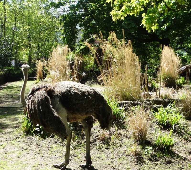 Королевский зоопарк Амстердама Королевский зоопарк Амстердама зоопарк, путешествия, факты, фото