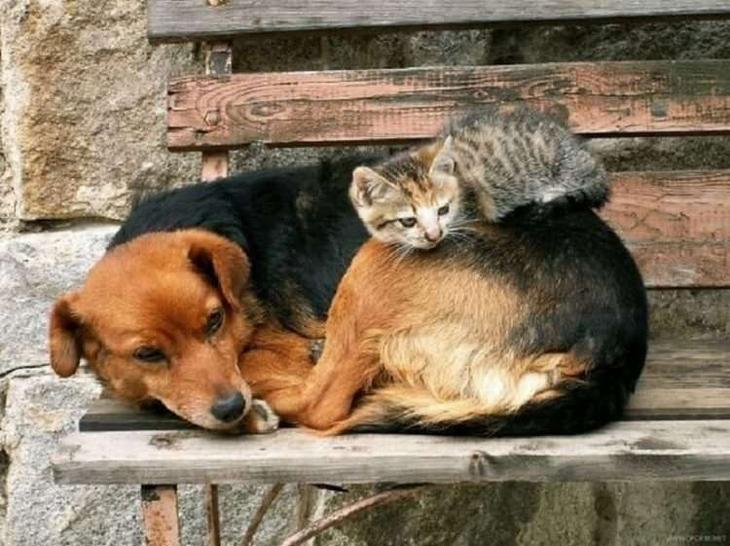 Кошки, которые настолько обнаглели, что используют собак вместо подушки Кошки, которые настолько обнаглели, что используют собак вместо подушки