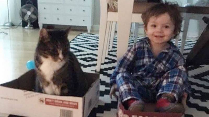 Пропавший кот воссоединился с хозяином спустя девять лет
