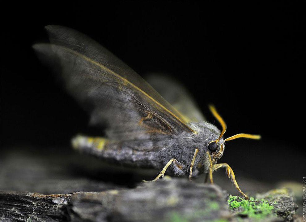 Фотография: Микромир Байкала №22 - BigPicture.ru