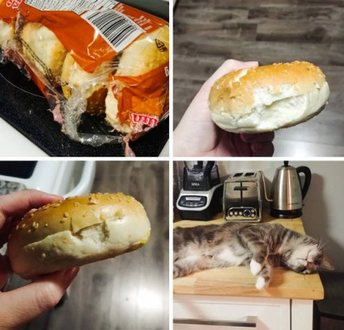 20 фотографий, доказывающих, что кошки — это море любви… и немножко головной боли 20 фотографий, доказывающих, что кошки — это море любви… и немножко головной боли