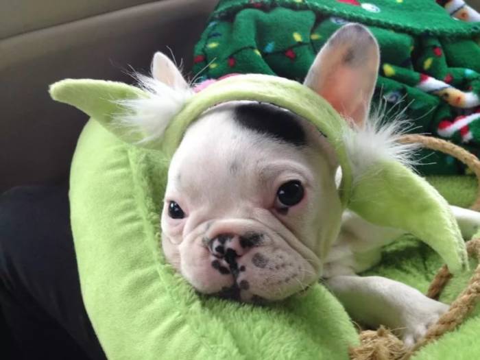 Позитивные картинки с животными для настроения Позитивные картинки с животными для настроения супер