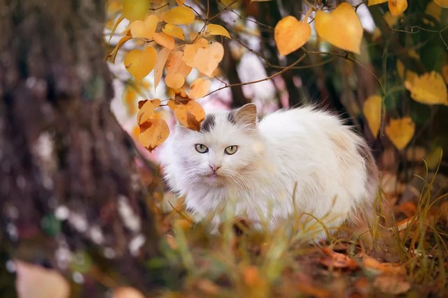 Приятно осенью быть кошкой... домашний очаг,животные,кошки,природа