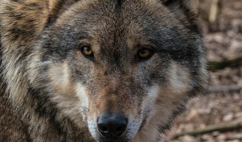 В деревне под Тюменью бешеный волк напал на домашний скот и ранил хозяина подворья