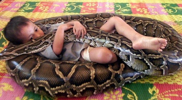  дружба мальчика и 5-метрового питона