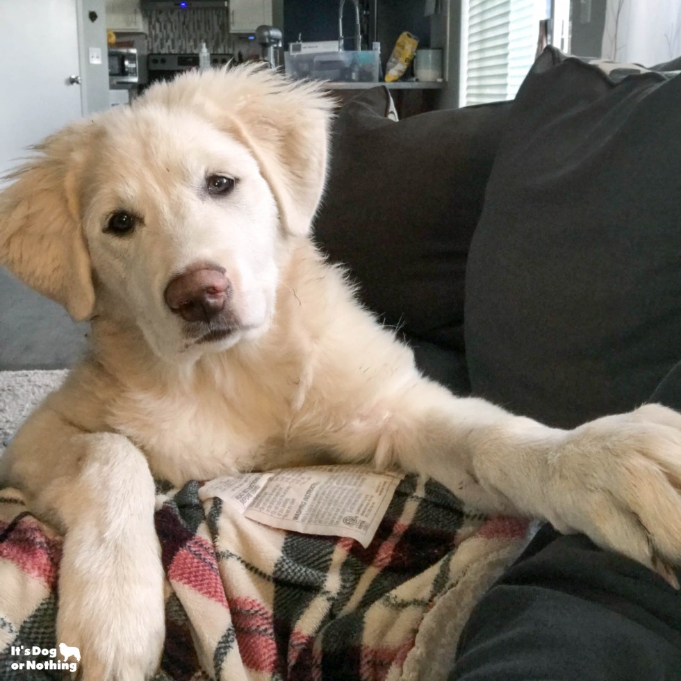 Kiska, our Great Pyrenees puppy, is 5 months olds now! Keep checking back to watch her grow.