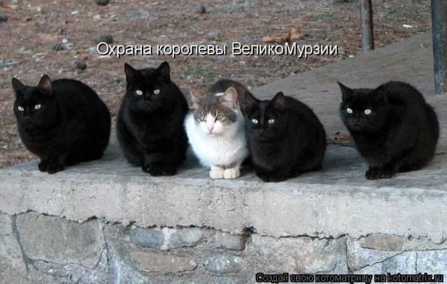 Самые смешные котоматрицы за прошедшую неделю
