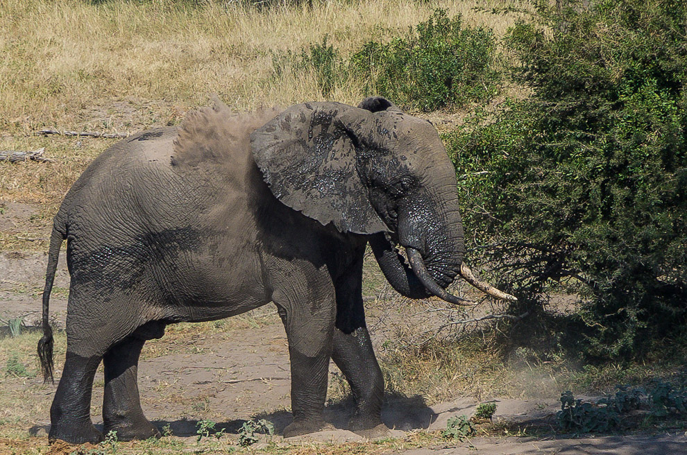 Беззащитные гиганты Беззащитные гиганты