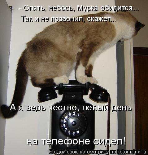 Лучшая котоматрица недели Лучшая котоматрица недели позитив,смешные картинки,юмор