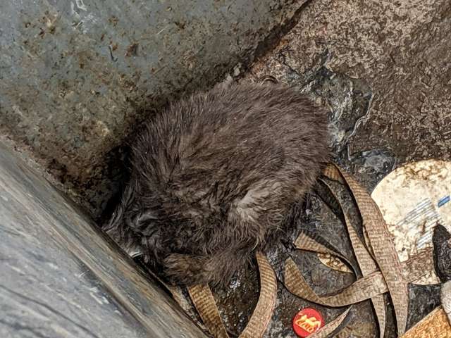 Хрупкая кошечка смирно лежала на дне грязного бака история спасения, кошка, кошки, помощь животным, спасение животных