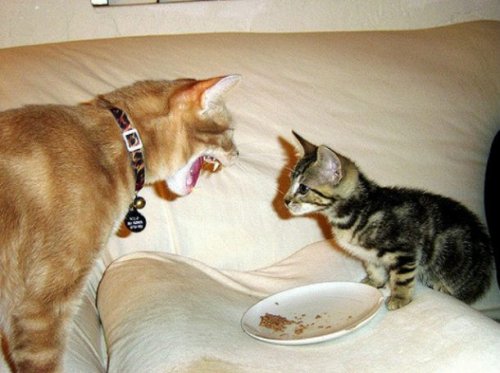 23 наглядных фотодоказательства того, что кошки ведут себя, как люди 23 наглядных фотодоказательства того, что кошки ведут себя, как люди