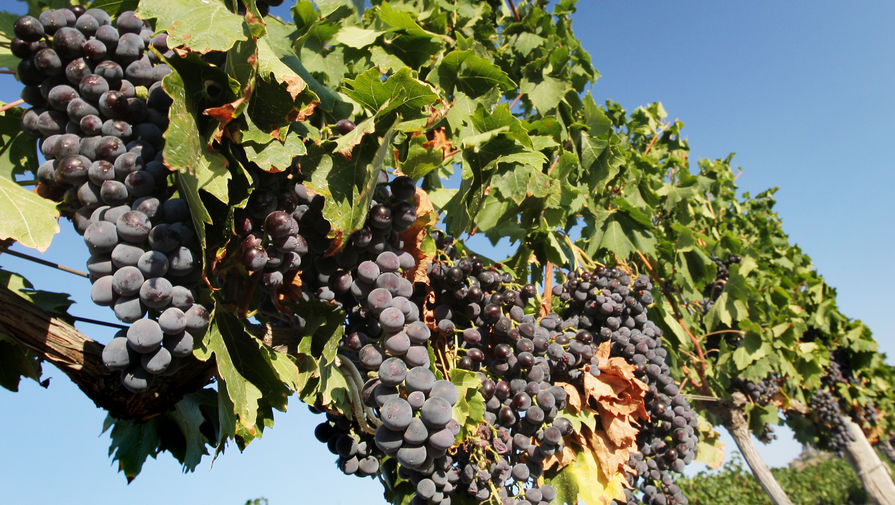 Сбор винограда в России может вырасти на 10% по итогам года и обновить рекорд