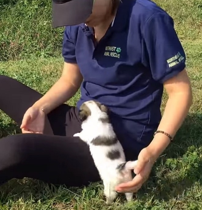 Щенок играет