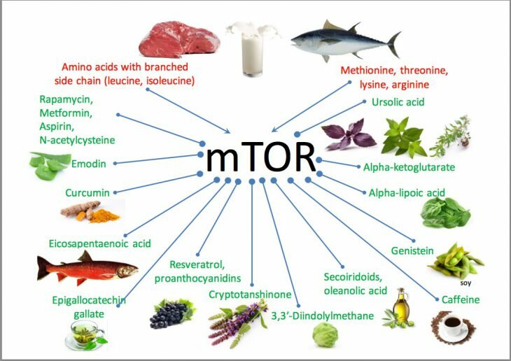 6 продуктов, которые запускают в организме механизмы старения