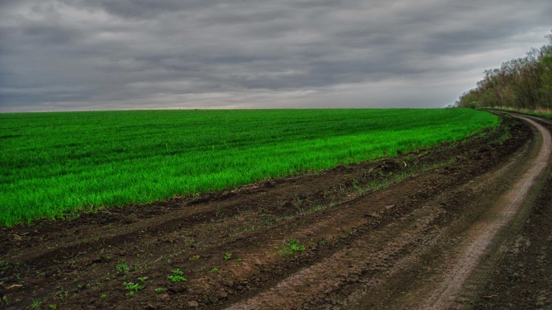 Красота (и пустота) русских полей аграрная культура, поле, россия, сельская местность, эстетика