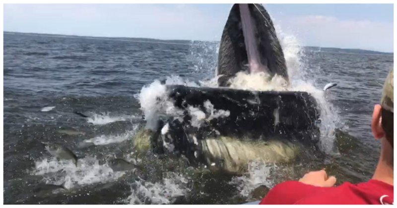 18-метровый горбатый кит вынырнул в метре от лодки с рыбаками видео, животные, зрелище, из жизни, кит, лодка, случай, сша