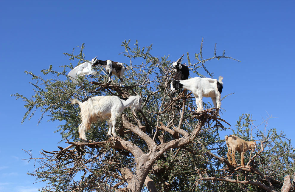 Марокканские козы-древолазы Марокко, масло, делают, деревья, забираться, Арган, Местные, которое, животных, невероятной, аргановое, дерева, которые, может, умеют, большой, орехи, подбирают, марокканских, пастухи
