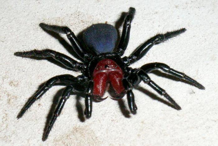 Самый опасный паук в мире  (фото) 