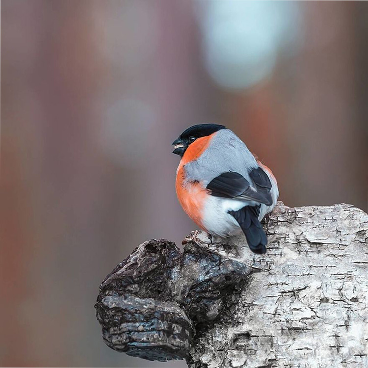    Angry Birds    14