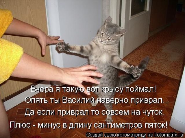 Самые смешные котоматрицы за прошедшую неделю