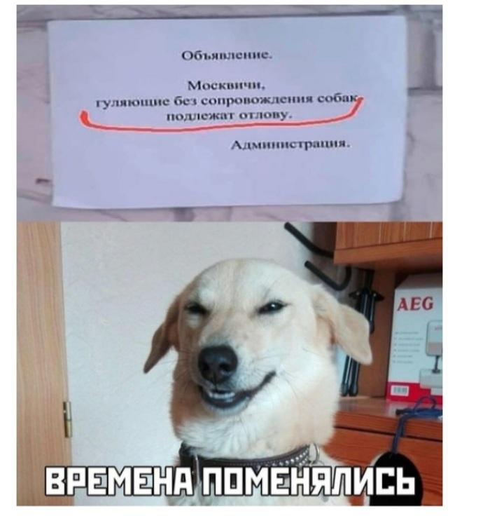 Смешные картинки, весь юмор которых поймут только собачники. Выпуск 1 Смешные картинки, весь юмор которых поймут только собачники. Выпуск 1 comedy pet photography,конкурс,evergreen,format-article,noindex,Развлечения