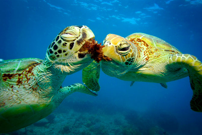 Зелёные черепахи на Большом Барьерном рифе  