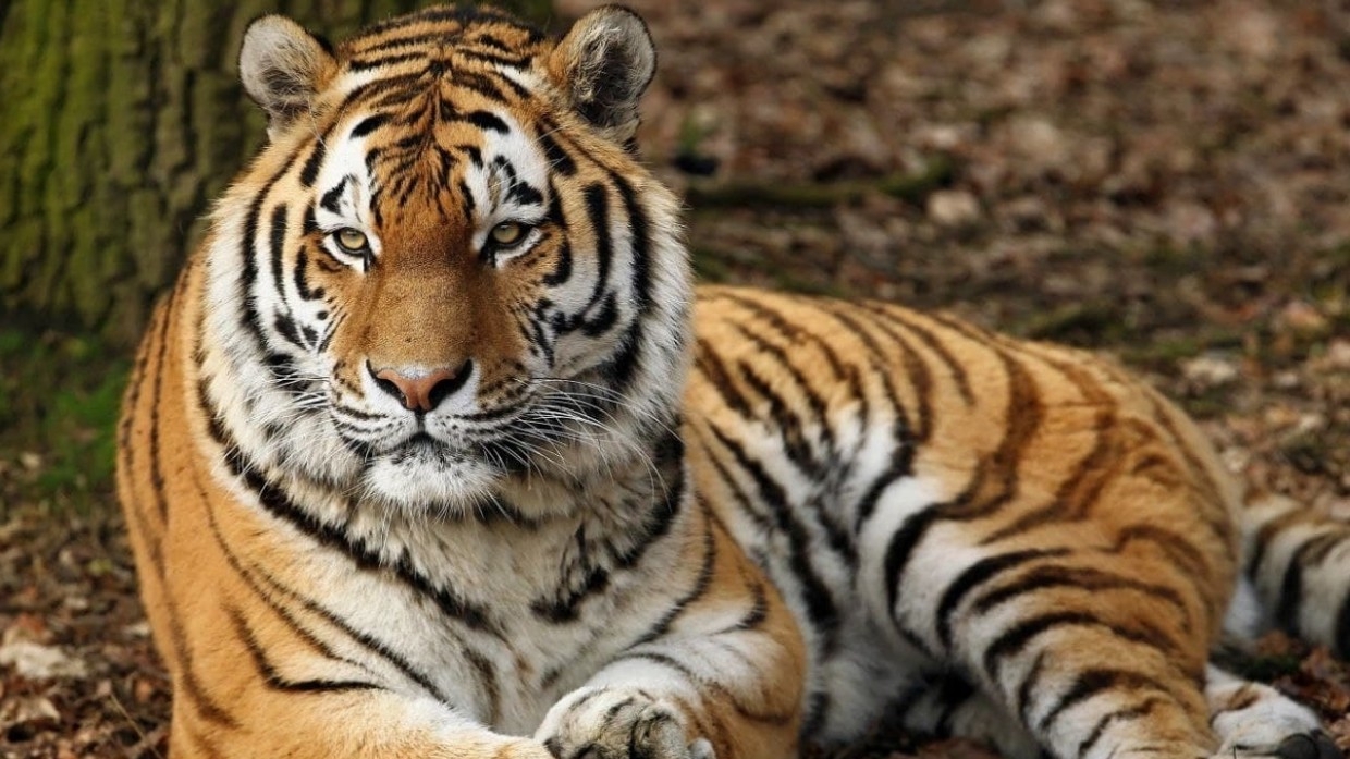 В Московском зоопарке поселился гибрид суматранского и амурского тигров Степан