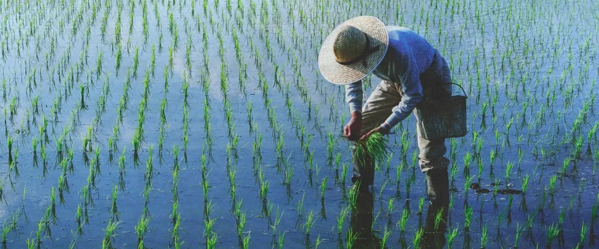Китайские ученые нашли ген, повышающий производство гибридного риса на 38%