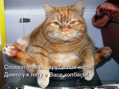 Лучшая котоматрица недели Лучшая котоматрица недели позитив,смешные картинки,юмор