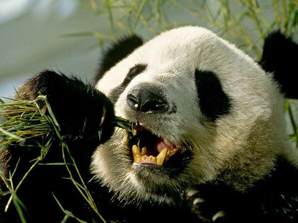 Большая панда из Красной книги: фото, описание