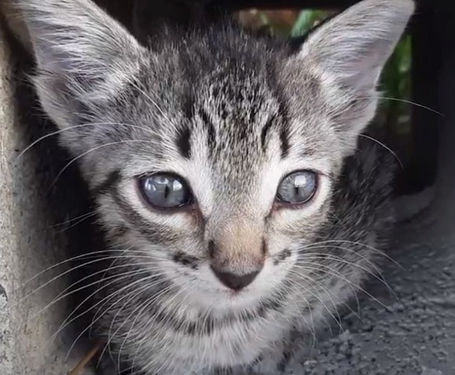 Грустный котенок