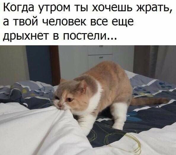 ÐšÐ¸Ñ-ÐºÐ¸Ñ- ÑŽÐ¼Ð¾Ñ€