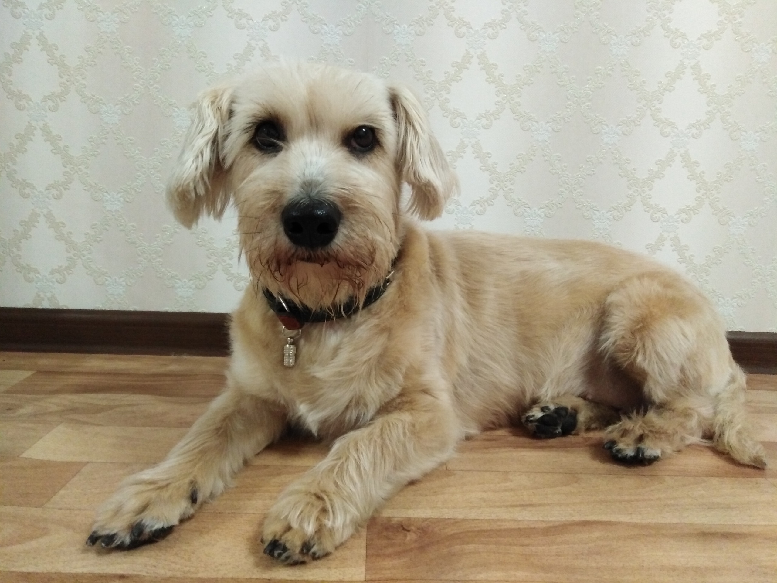 собака в доме